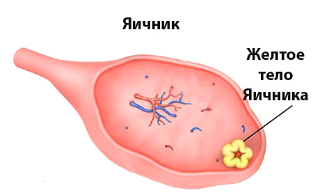 Образование и функционирование желтого тела в яичнике